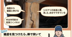 これはシロアリの蟻道でしょうか？縁側に土の塊が伸びていました。