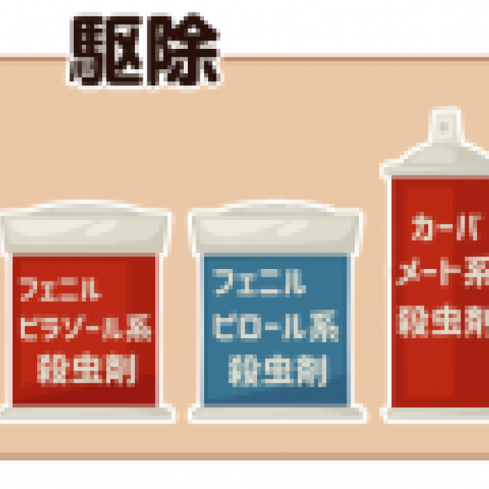 確実に駆除するためのシロアリ殺虫剤top5 現役職員が勧める最強の駆除剤は みんなのシロアリ駆除屋さん