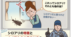 黒いシロアリを見つけました。これは本当にシロアリなのでしょうか？