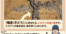 えっ、これがシロアリの巣？ 場所や特徴からカンタンに巣を特定する方法