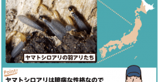 ヤマトシロアリは日本全国で被害件数No.1！生態から駆除方法までを教えます