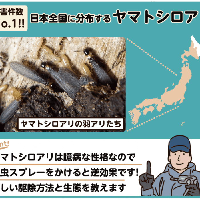 ヤマトシロアリは日本全国で被害件数no 1 生態から駆除方法までを教えます みんなのシロアリ駆除屋さん