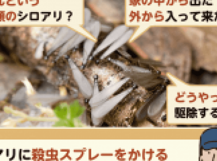 羽蟻が発生したときの見分け方と対処法 シロアリか 蟻か みんなのシロアリ駆除屋さん