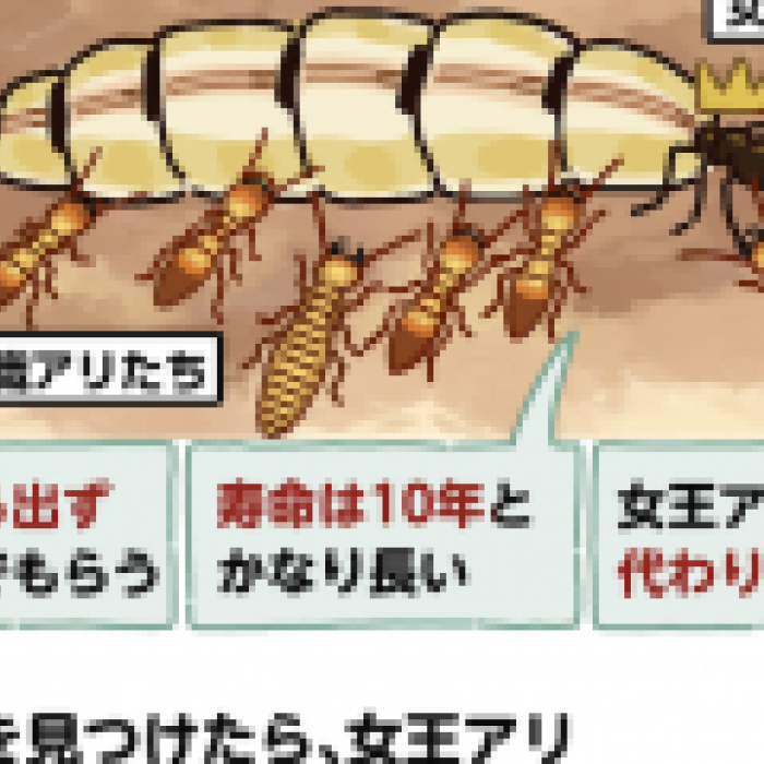 シロアリの女王は寿命が長い？繁殖力がすごいのはなぜ？ 知られざる