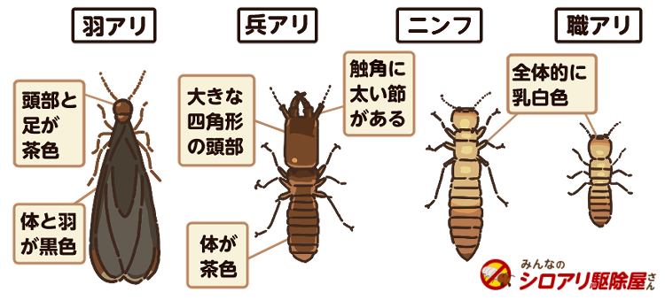 外来種が急増中 アメリカカンザイシロアリの生態と駆除方法 みんなのシロアリ駆除屋さん