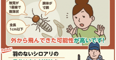 羽なしのシロアリを見つけました。どうしたらいいでしょうか？