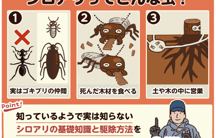 シロアリってどんな虫？生態から発生原因・対策までプロが解説