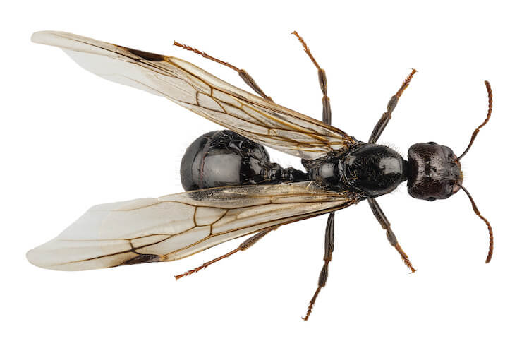 アリに似た虫 270296アリに似た虫 刺す lucianoschoenberger