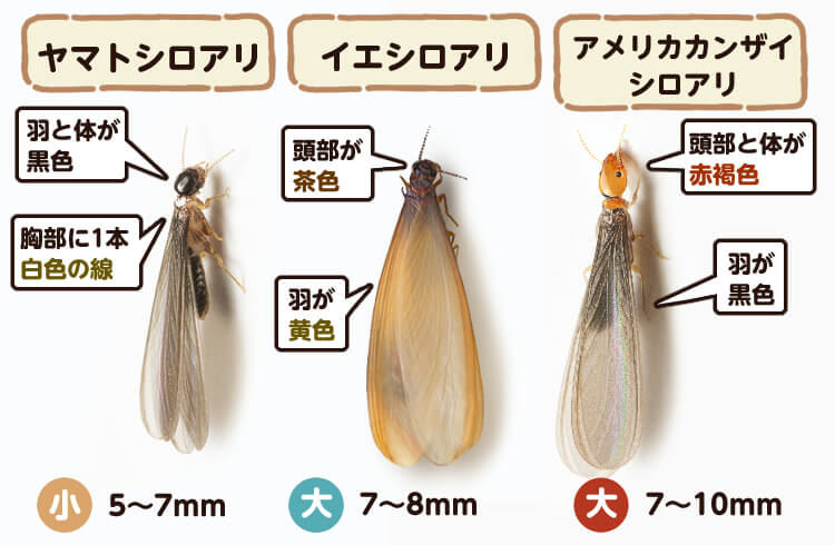 3種類の羽アリ