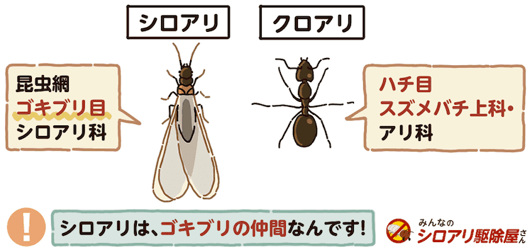 シロアリの女王は寿命が長い？繁殖力がすごいのはなぜ？ 知られざる生態を解説 ｜ みんなのシロアリ駆除屋さん