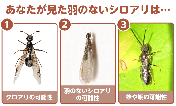 3種類の虫