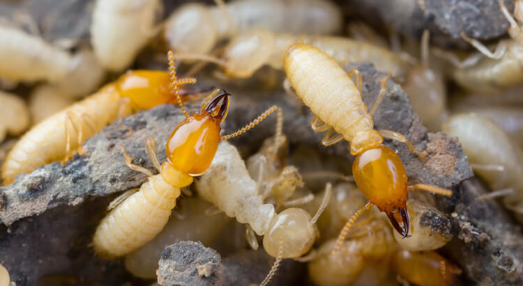 イエシロアリの兵蟻の写真