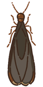 アメリカカンザイシロアリの羽アリ