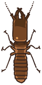 アメリカカンザイシロアリの兵蟻