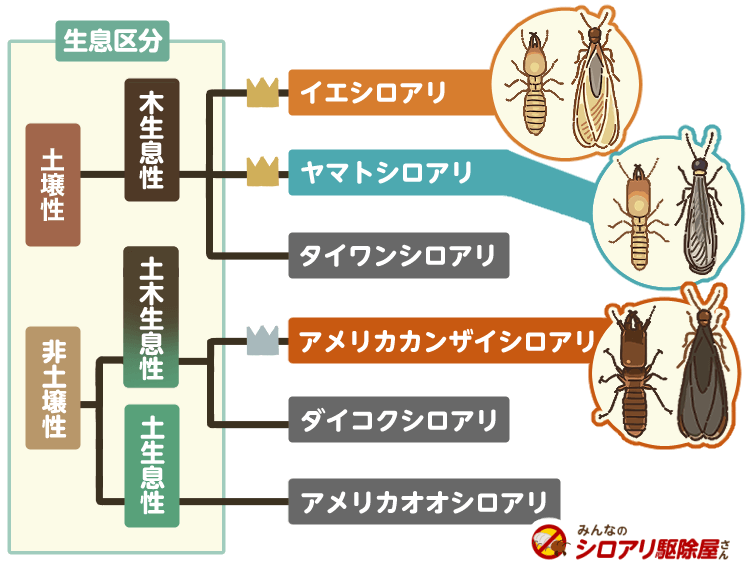 シロアリの生息区分と種類