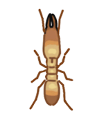 シロアリの兵蟻