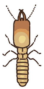 ヤマトシロアリの兵蟻
