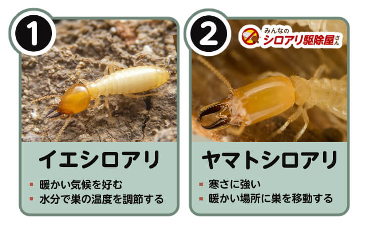 冬のシロアリはどうしてる 冬眠しないって本当 意外と知らない冬場のシロアリ駆除について みんなのシロアリ駆除屋さん