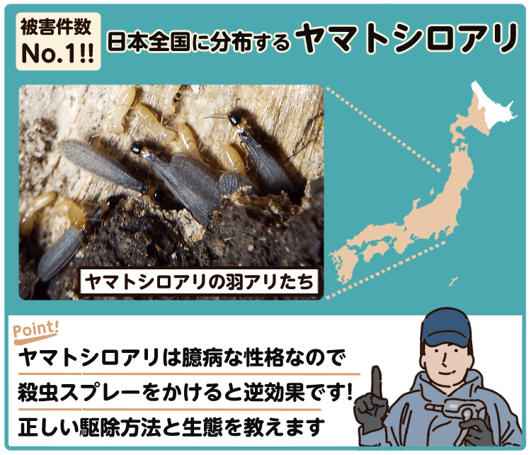 ヤマトシロアリは日本全国で被害件数No.1！