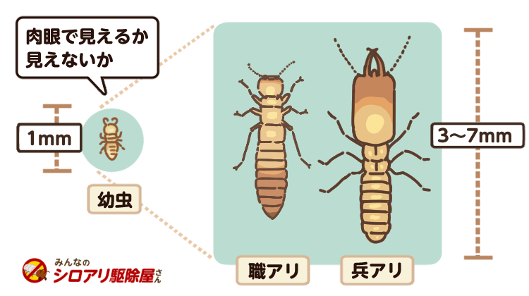 全長1 2cm これはシロアリの幼虫ですか 見分け方と対処法を教えてください みんなのシロアリ駆除屋さん